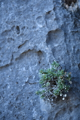 Perityle bisetosa scalaris