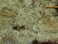 Hubbardia pentapeltis