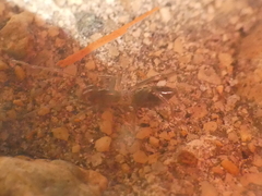 Hubbardia pentapeltis