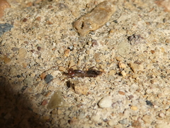 Hubbardia pentapeltis