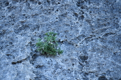 Perityle bisetosa scalaris