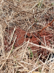 Hodotermes mossambicus