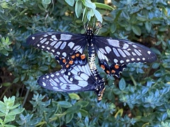 Papilio anactus