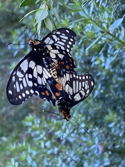Papilio anactus