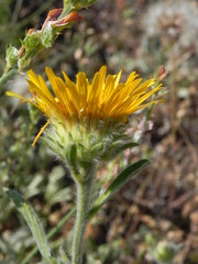 Pentanema montanum