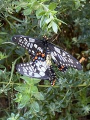 Papilio anactus