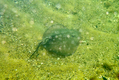 Trygonoptera imitata