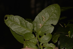 Celtis conferta amblyphylla