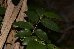 Celtis conferta amblyphylla