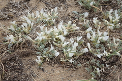 Astragalus teskhemicus
