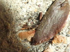 Hubbardia pentapeltis