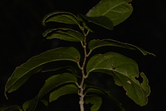 Celtis conferta amblyphylla