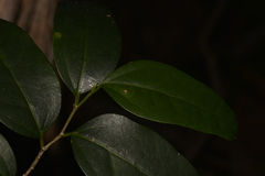 Celtis conferta amblyphylla