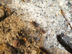 Hubbardia pentapeltis