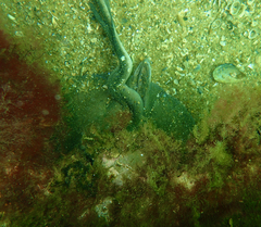 Trygonoptera imitata