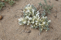 Astragalus teskhemicus