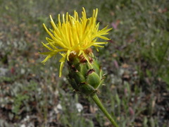 Centaurea arachnoidea