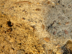 Hubbardia pentapeltis