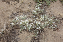 Astragalus teskhemicus