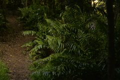 Blechnum howeanum