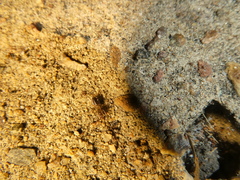 Hubbardia pentapeltis