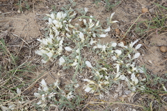 Astragalus teskhemicus