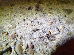 Hubbardia pentapeltis