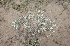 Astragalus teskhemicus