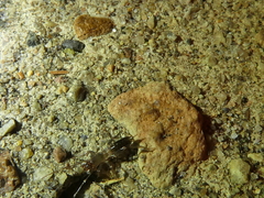 Hubbardia pentapeltis