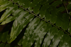 Blechnum howeanum