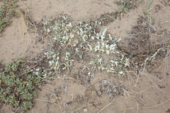 Astragalus teskhemicus