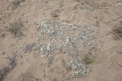 Astragalus teskhemicus