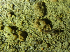 Hubbardia pentapeltis