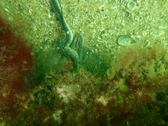 Trygonoptera imitata