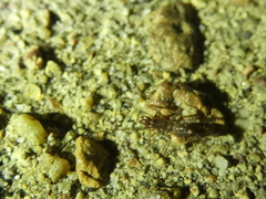 Hubbardia pentapeltis