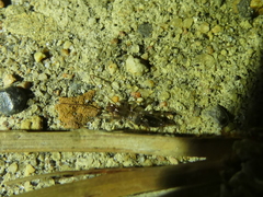 Hubbardia pentapeltis