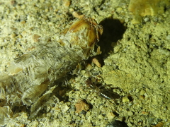 Hubbardia pentapeltis