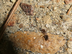 Hubbardia pentapeltis