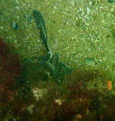 Trygonoptera imitata