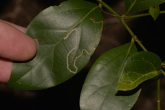 Cryptocarya triplinervis