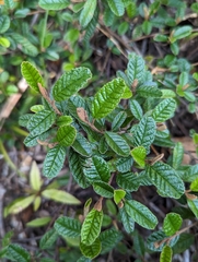 Pomaderris paniculosa