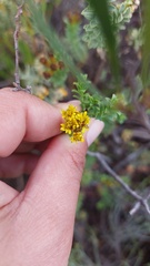 Oedera squarrosa