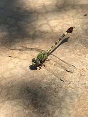 Paragomphus genei