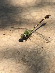 Paragomphus genei