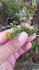 Oedera squarrosa