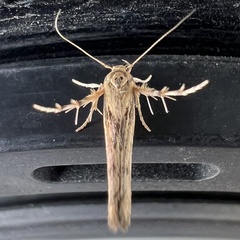 Stathmopoda