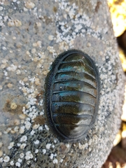 Chiton magnificus