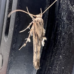 Stathmopoda