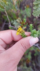 Oedera squarrosa
