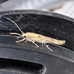 Stathmopoda